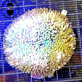 *anemone* corals-anonymous-
