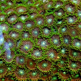 ARK Green Marathon Zoas 30 Polyps