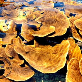 ARK Orange Capricornis Montipora- Large Colony