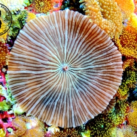 ARK Green Striped Pinwheel Mushroom