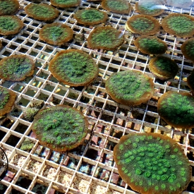 ARK Bright Green Hollywood Stunner Chalice- LPS