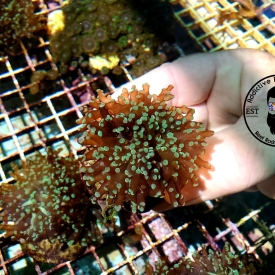 ARK Green Frogspawn Coral-ALMOST WYSIWYG