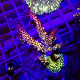 PC Rainbow SPS- 1″ Frag