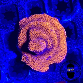 ARK Mystic Sunset Montipora 1″ Frag
