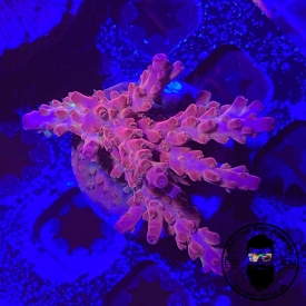 ARK Jefe SPS 1″ ALMOST WYSIWYG