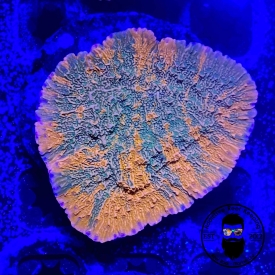 WWC Grafted Montipora 1” Frag