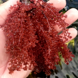 Red Grape Caulerpa or Kelp (Botryocladia sp.)Macro Algae Refugium Super Rare!