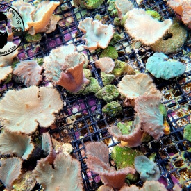 2″ Green Cabbage Leather Coral- ALMOST WYSIWYG