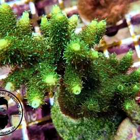 ARK 1″ Green Millie SPS