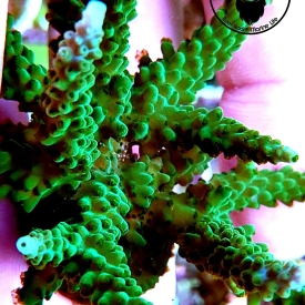 ARK Blue Tipped Green Slimer SPS- ALMOST WYSIWYG