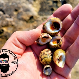 25 Pack Bleeding Tooth Nerite Saltwater (Feed Puffer, Mantis Shrimp) Nerita peloronta