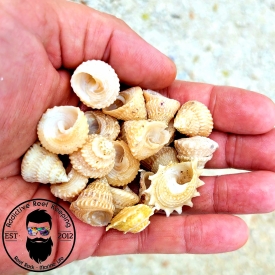 10 Pack Astraea Shells EMPTY NO SNAIL