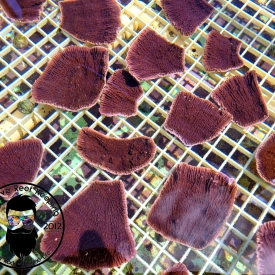 ARK Purple Capricornis Montipora 2-3″ Frag