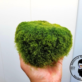 1/2 cup Toadstool Cladophora Prolifera