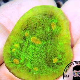 ARK 1″ Space Invander Chalice Almost WYSIWYG