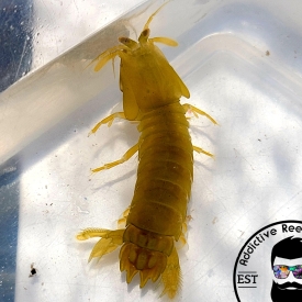 Lime Green Mantis Shrimp 1-2″