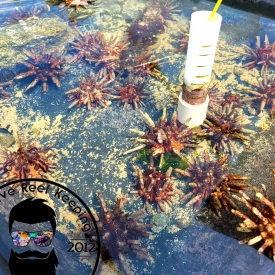 Pencil Urchin Algae Eater- Eucidaris tribuloides