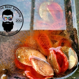 Flame Scallop Bivalve Invertebrate