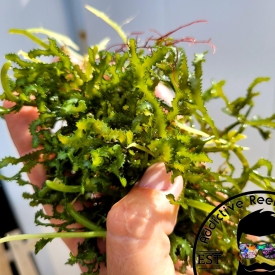 2″ Frag Caulerpa serrulata Sawtooth Macro Algae Saltwater