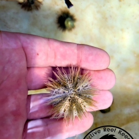 Pin cushion Urchin (Lytechinus variegatus) – Small to Medium- Algae Eater