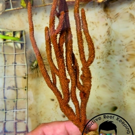 Spiny Orange Gorgonian 4″ to 8″