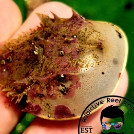 Horseshoe Crab- Small Sand Cleaner
