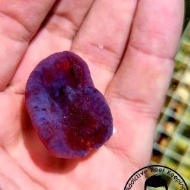 ARK Blue Sponge Plating 2″ Frag