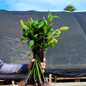 LARGE Red Mangrove Live Plant Propagules 12″ PLUS SINGLES Saltwater Aquarium Filtration