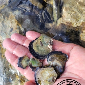 5 Pack Flat Tree Oyster Bivalve Filter Feeder