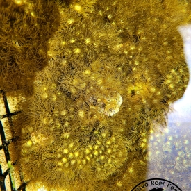 25x Yellow Polyps Colony Coral