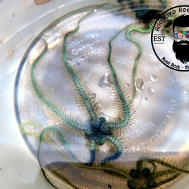 RARE Mini Blue Brittle Starfish Clean Up Crew