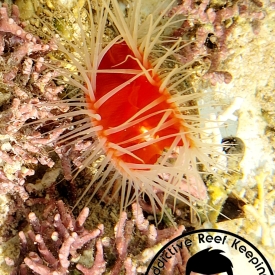 Rare White Flame Scallop Bivalve Invertebrate