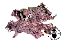 ARK Australian LIVE Reef Rock- FREE SHIPPING