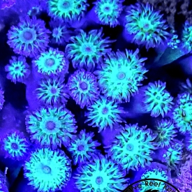 ARK Neon Green Duncan Coral 1 HEAD LPS