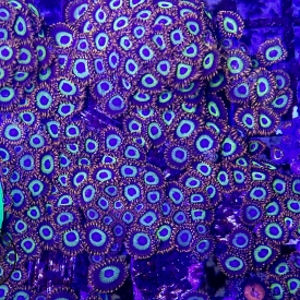 Fruit Loop Zoanthids- 3 to 5 polyps