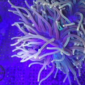 Chicago Sunburst Anemone- ALMOST WYSIWYG