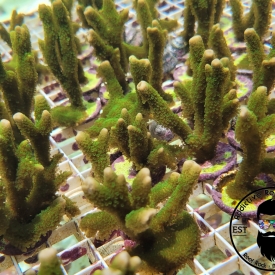 ARK 1″ Green Digitata Montipora- ALMOST WYSIWYG