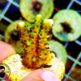 ARK 1″ Neon Green Spongodes Montipora- ALMOST WYSIWYG