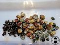 300x Triple Snail Mix Nerite, Turbo, Cerith Snail- Saltwater Algae Cleaner Astraea