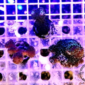 ARK Stylo 3 Frag Pack SPS Corals-ALMOST WYSIWYG