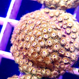 WWC HI-C Cyphastrea Coral- WYSIWYG