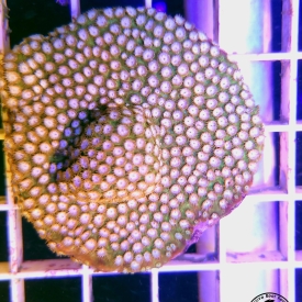 WWC Copperhead Cyphastrea Coral- LARGE WYSIWYG- White