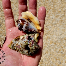 Hawkwing Conch Snail- Medium Algae Eater