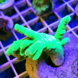 ARK Neon Green Sinularia Finger Leather Coral (Sinularia sp.)