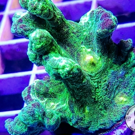 ARK Space Invader Pectinia- WYSIWYG