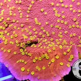 WWC Starburst Montipora 1” Frag