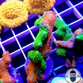 ARK Grafted Bubblegum Digi and Green Digitata- WYSIWYG