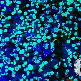 ARK BI-Color Green Frogspawn Coral-ALMOST WYSIWYG