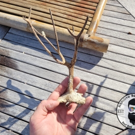 Dried Gorgonian-6A WYSIWYG