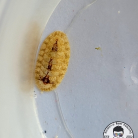 Micro Chiton Green Hair Algae Eaters Saltwater Marine Invertebrate